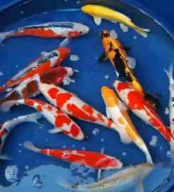 Shree Fish Planet – Tropical Fishes And Puppies And Birds