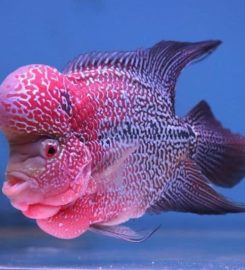 Shree Fish Planet – Tropical Fishes And Puppies And Birds